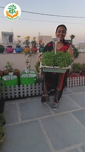 Pudina ( Mint ) Harvesting . . #Gardencare #plantscare #plants #mint #vegetables #harvesting #mintgreen | GardenOfKavita