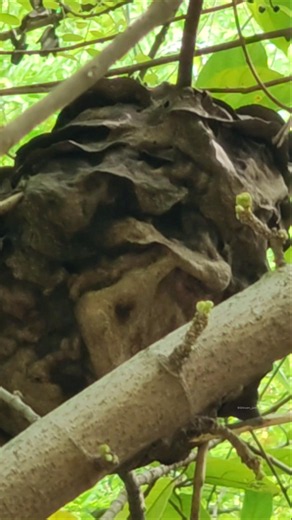 Pagoda Ants nest