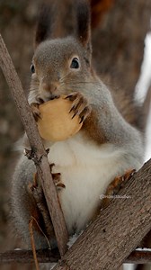 Furry squirrel eating a walnut #squirrel #furry #walnut #rodent #cute #eat #nature #wildlife HA13141 | HAWI Studios