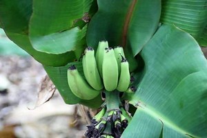 Musa Acuminata | Dwarf Banana | Cavendish | 10 Seeds - Etsy