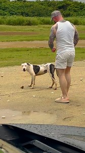 688K views · 10K reactions | Approach homeless dogs at your own risk, your life might never look the same again 凉 | We Love Animals | Facebook