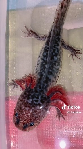 Beautiful Axanthic Axolotl Showcase