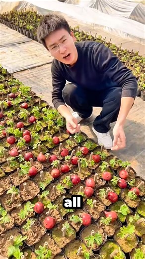 I love dwarf fig tree | Terra Nursery