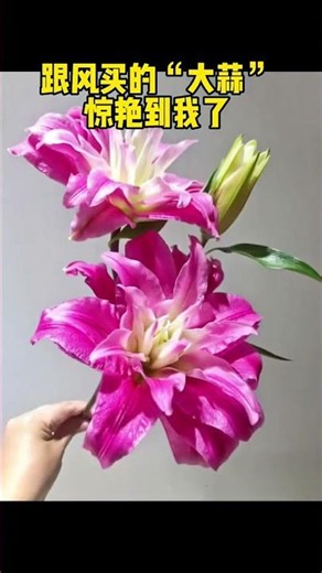 801 家里有房子的一定要种几颗百合，太好种了，不仅开花惊艳，家里前前后后都是高级香水味，而且种一年，年年开花太美了！#香水百合 #百合种球 #阳台种植