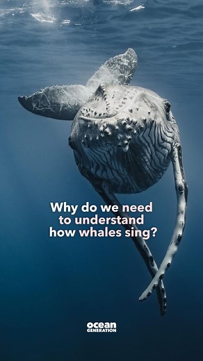 Why do we need to understand how whales sing?  Explained ⬇️  New...