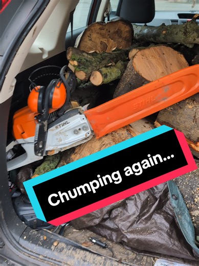 Efficient Sycamore Tree Clearing for Development Projects