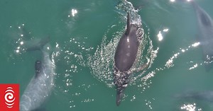 Rare sighting of short-beaked common dolphin in Akaroa