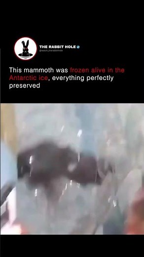 This mammoth was frozen alive in the Antarctic ice, everything perfectly preserved