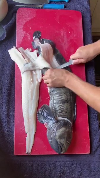 How to fillet a wolffish #spearfishing #wolffish #fishing