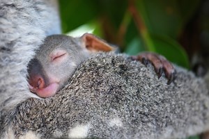 316K views · 36K reactions | It’s koala joey  season at #AustraliaZoo! Meet Nuna, named by our friends at Nuna Australia. This gorgeous little joey is loving life here at Australia Zoo, where she will sleep up to 20 hours a day! What a cutie! | Australia Zoo | Facebook