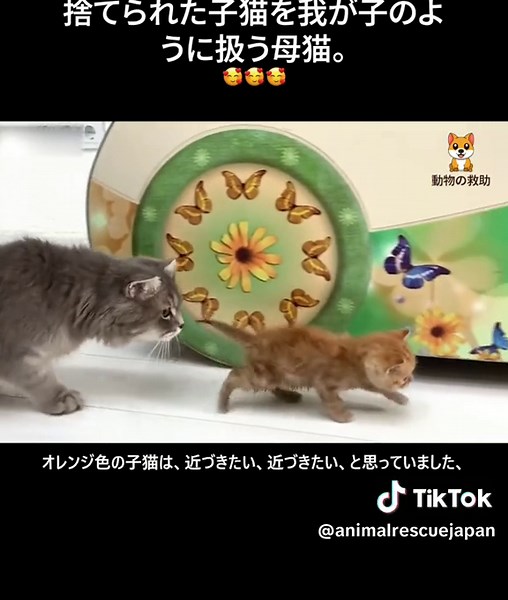 #レスキュー #動物大好き #動物 #ペット #感動 #子猫 #猫