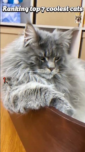 Ranking Top 7 COOLEST Cats Ever You Must See