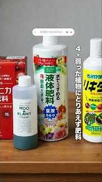 【初心者必見🔰】観葉植物が枯れるNGな育て方5選🪴#植物大好き #植物のある暮らし #植物 #観葉植物 #枯れた #植物初心者