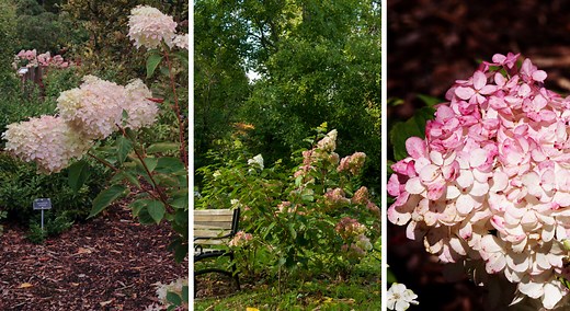 Hortensia 'Vanille Fraise' : floraison, taille et entretien