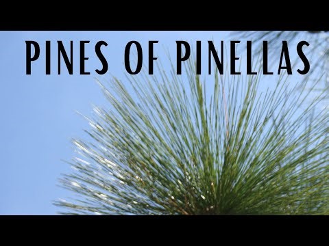 Pines of Pinellas