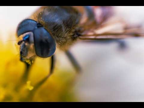 Macro video Bumblebee in the dew