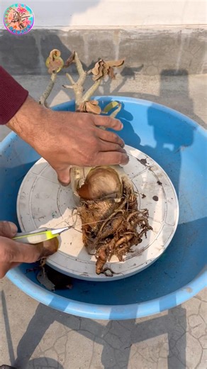 How Root rot Kills Adenium / Adenium Root rot