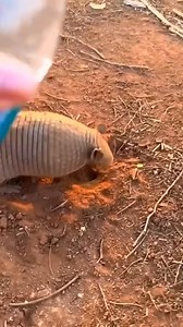 fire survivor finds a loving home#animals #armadillo #rescue | Loveanimals69