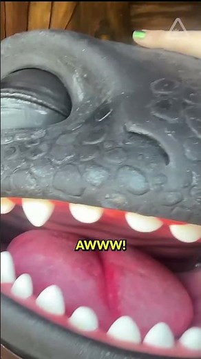 Toothless meet-and-greet at Epic Universal #EpicUniversal #HowToTrainYourDragon