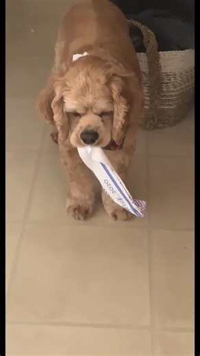 Dog Ate My Homework: Hilarious Proof of Excuses