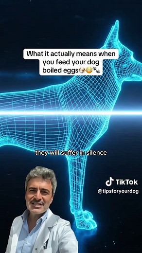 What Feeding Your Dog Boiled Eggs Really Means