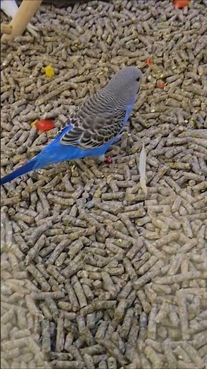 Beautiful Birds: Parakeet (Budgie) 🦜✨️