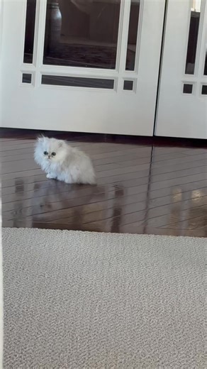 23K views · 1.5K reactions | Smoochie is going to be living with me. I just couldn’t let her go. Look how much bigger she is than Chloe! Chloe is still learning that it’s okay to be away from mommy. | Powderpuff Persians | Facebook