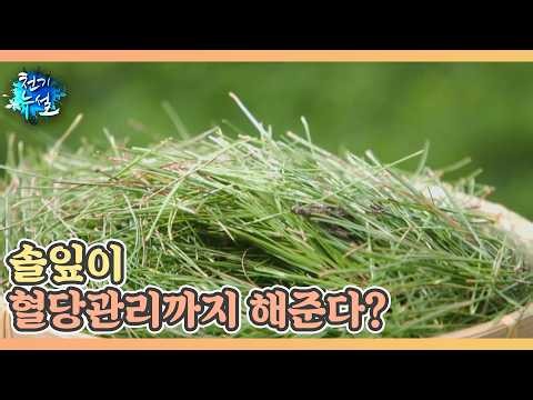 솔잎이 혈당관리까지 해준다? MBN 260911 방송