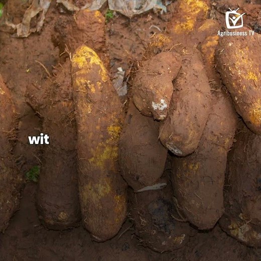Discovery: Overview of yam production in Africa