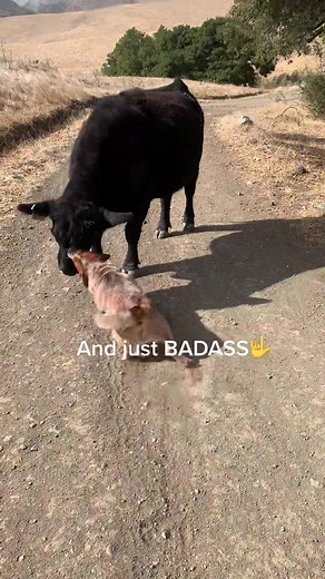 Australian Cattle Dog Tricks and Herding Skills