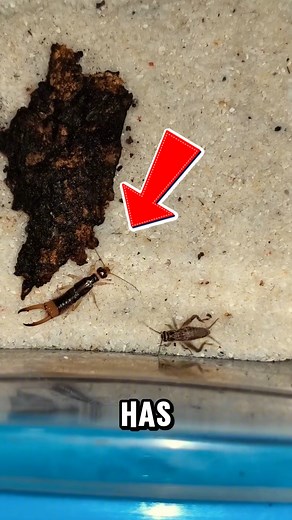 313K views · 2.3K reactions | NO VAS A CREER LO QUE ESTE BICHO HACE CON SUS PINZAS 荒 Este insecto llamado tijereta no solo asusta con su forma, también es un depredador ágil y útil. Se alimenta de otros insectos y restos vegetales, convirtiéndose en un pequeño pero poderoso aliado natural en el control de plagas.  #insectos #naturaleza #curiosidades #tijereta #fblifestyle | Viraltrivia | Facebook