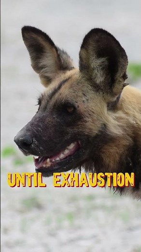 Who do YOU think is the true apex predator of Africa? What matters more — strength or strategy?