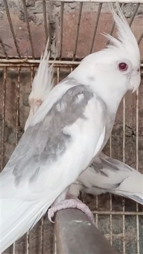 cocktail na kya kya😱🤫#birds#parrot #shortvideo