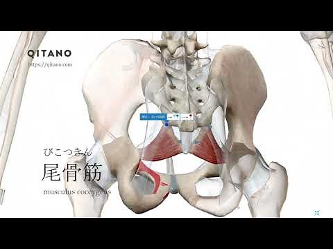 尾骨筋の解剖学図｜musculus coccygeus｜筋肉辞典#47