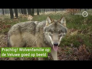 Wolvenfamilie loopt rond op de Veluwe