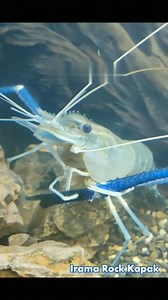 🎵 Selendang Merdeka 🎸 🦞 | Irama Rock Kapak