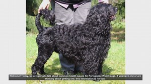 Common Health Issues in Portuguese Water Dogs: What You Need t...