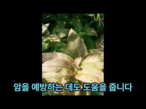 좁쌀풀(황련화)[Lysimachia vulgaris L.