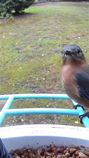 eastern bluebird #birds #birdsounds #birdwatching