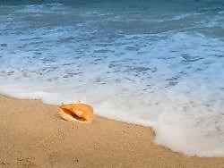 Applications open for conch fishing licences