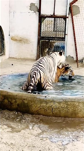 #song #telugusongs #jimcorbettwildlifeandnatureview #tigerspotted #tiger
