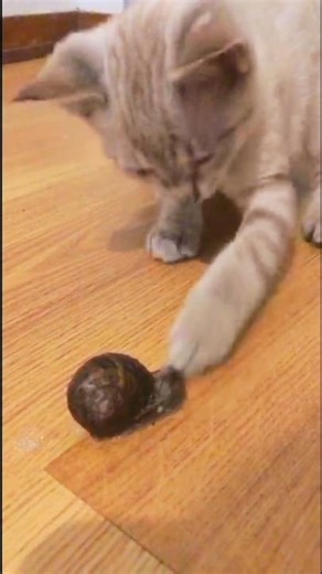 “What Terrified These Kittens? You Won’t Believe It 😹”“Scared Little Kittens for No Reason 😭😂”#funny