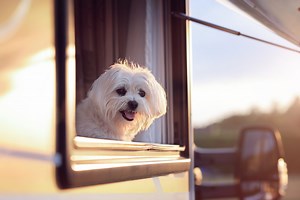 Waggle Pet Monitor Review: Keep Your Pets Safe While RVing
