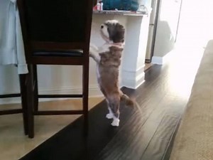 Un Cava Tzu se tient sur deux pattes pour réclamer de la nourriture (vidéo)