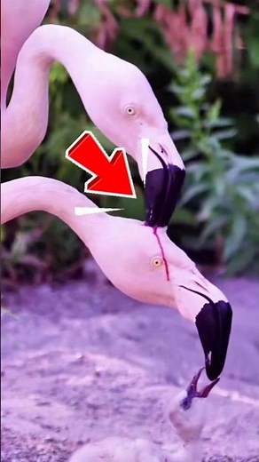 why do flamingos peck open their mate's head to feed their babies?