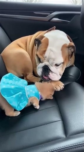 Big Dog Woke Up and the Puppy Instantly “Died” 😆