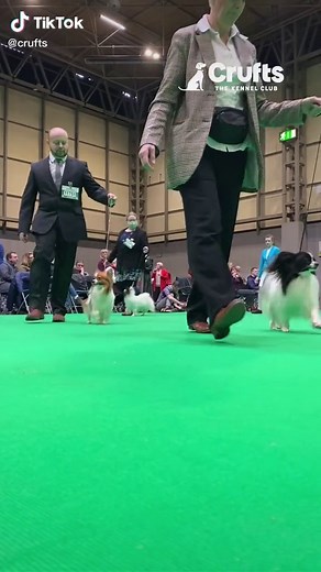 Papillon Parade Ring Highlight Reel