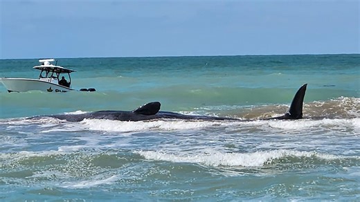 Officials plan to perform a necropsy to find out more about a 44-foot beached sperm whale that died off the coast of Florida. https://tinyurl.com/nhd37b3n | USA TODAY