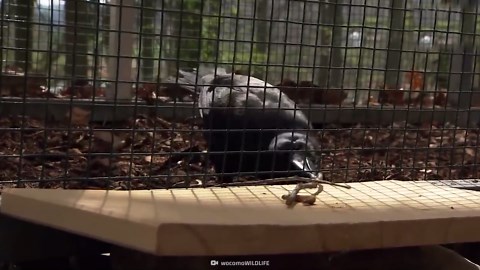 Watch what happens when two crows work together to get food