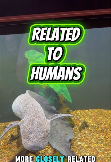 Discover the Amazing West African Lungfish